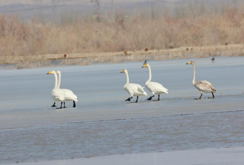 瓜州双塔湿地迎来7只大天鹅