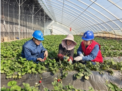 国网庆阳供电公司：保电助农“莓”烦恼 乡村振兴劲头足