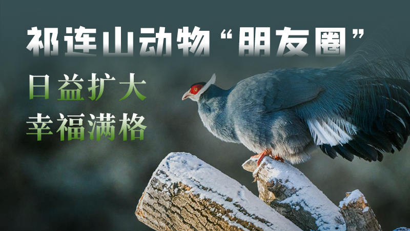 祁连山下是我家④|AI海报·祁连山动物“朋友圈”日益扩大 幸福满格