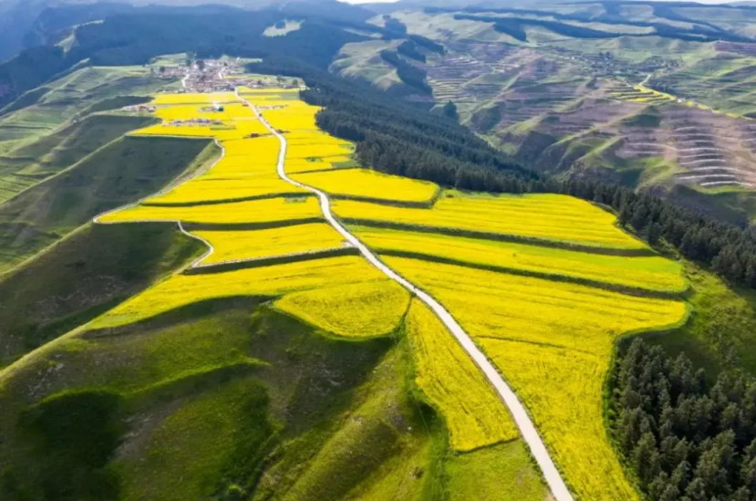 “天祝山花烂漫季”赏花地图上线